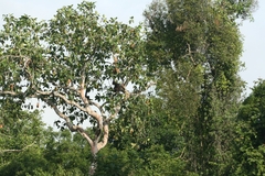 Pongo pygmaeus morio