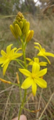 Bulbine