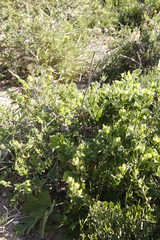 Pelargonium gibbosum