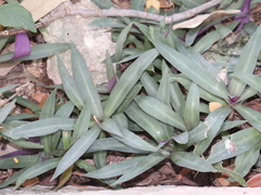 Tradescantia spathacea