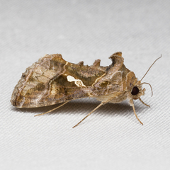 Chrysodeixis includens