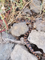 Pituophis deppei
