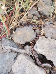 Pituophis deppei