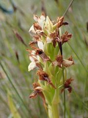 Dactylorhiza incarnata ochroleuca