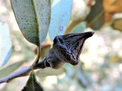 Heteroecus sanctaeclarae