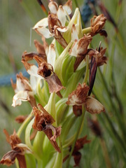 Dactylorhiza incarnata ochroleuca