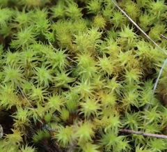 Leptodontium paradoxum