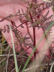 Pedicularis palustris