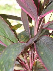 Cordyline fruticosa