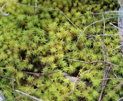 Leptodontium paradoxum
