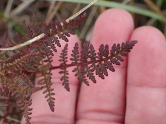 Pedicularis palustris