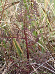Pedicularis palustris