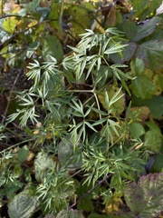Cenolophium denudatum