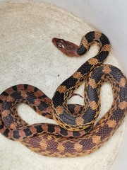 Pituophis deppei