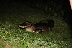 Caiman yacare