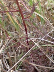 Pedicularis palustris