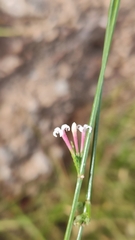 Asperula aristata