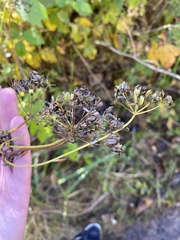 Cenolophium denudatum