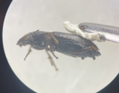 Bembidion