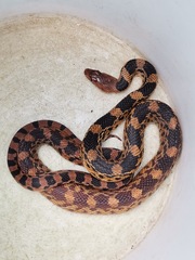 Pituophis deppei