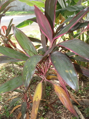Cordyline fruticosa