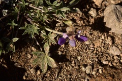Lupinus breweri