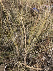 Sporobolus compositus