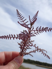 Pedicularis palustris