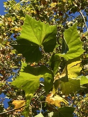 Platanus occidentalis