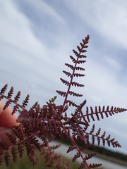 Pedicularis palustris