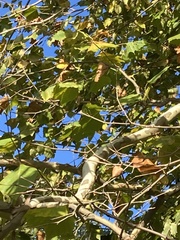 Platanus occidentalis
