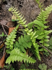 Blechnum hastatum