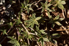 Lupinus breweri
