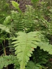 Blechnum hastatum