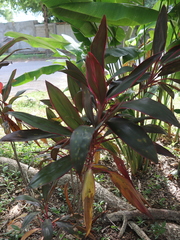 Cordyline fruticosa