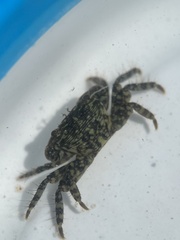 Pachygrapsus transversus