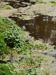 Porphyriops melanops