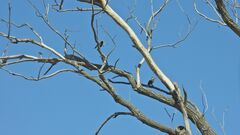 Colaptes campestris campestroides