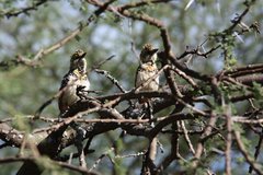 Trachyphonus darnaudii usambiro