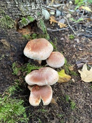 Hypholoma lateritium