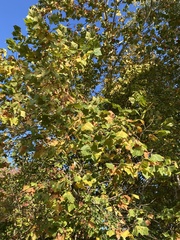 Platanus occidentalis