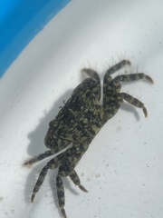 Pachygrapsus transversus