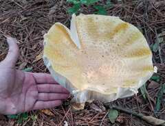 Amanita persicina
