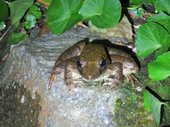 Polypedates leucomystax