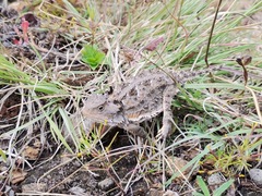 Phrynosoma orbiculare