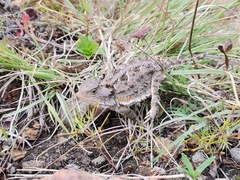 Phrynosoma orbiculare