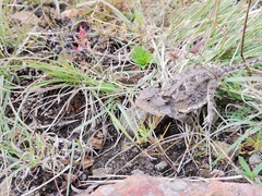 Phrynosoma orbiculare