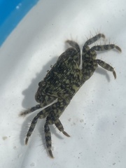 Pachygrapsus transversus