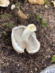 Hypholoma lateritium