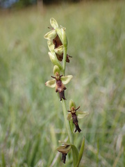 Ophrys insectifera